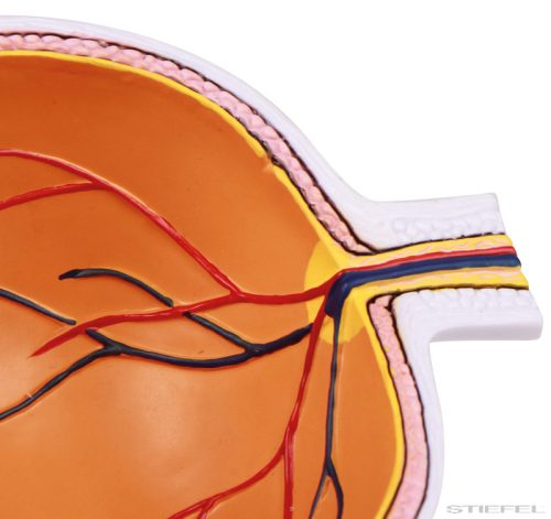 Szem modell, keresztmetszet - EZ kiterjesztett valóság