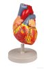 Emberi szív, kétszeres életnagyságú, 4 részes