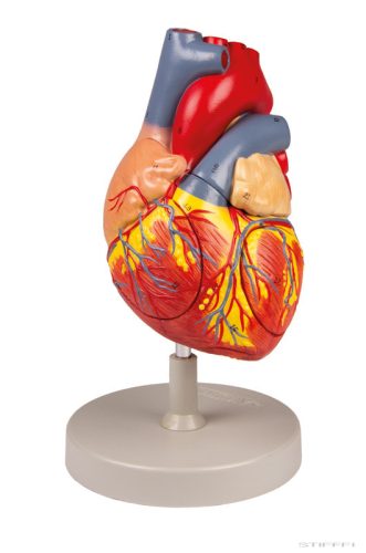 Emberi szív, kétszeres életnagyságú, 4 részes