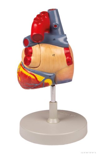 Emberi szív, kétszeres életnagyságú, 4 részes