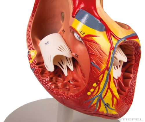 Emberi szív, kétszeres életnagyságú, 4 részes