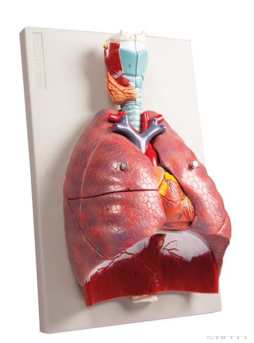 Tüdő, szív és garat modell, 7 részes