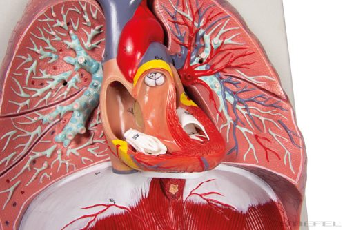 Tüdő, szív és garat modell, 7 részes