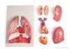 Tüdő, szív és garat modell, 7 részes
