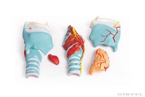 Gége modell, kétszeres életnagyságú, 5 részes