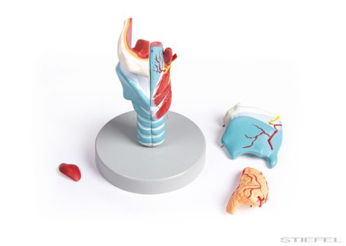 Gége modell, kétszeres életnagyságú, 5 részes