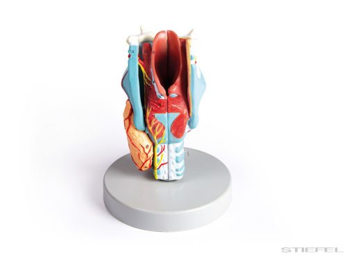 Gége modell, kétszeres életnagyságú, 5 részes