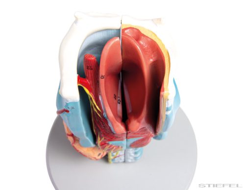 Gége modell, kétszeres életnagyságú, 5 részes