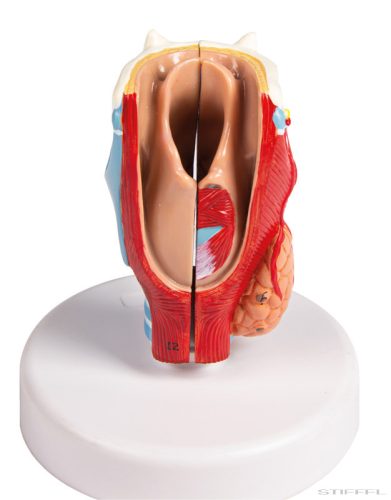 Gége modell, életnagyságú, 2 részes