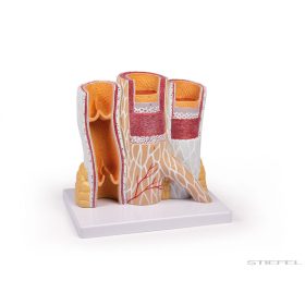 Artéria és véna modell