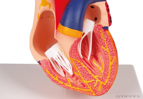 Szívmodell, 2 részes