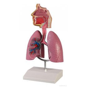 Emberi légzőrendszer - EZ kiterjesztett valóság