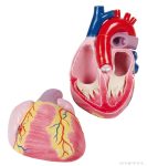   Óriási szívmodell, 3-szoros nagyítású, 2 részes - EZ kiterjesztett valóság