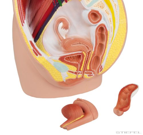 Női medence, életnagyságú, 3 részes