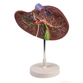 Nagy méretű májmodell, részleges