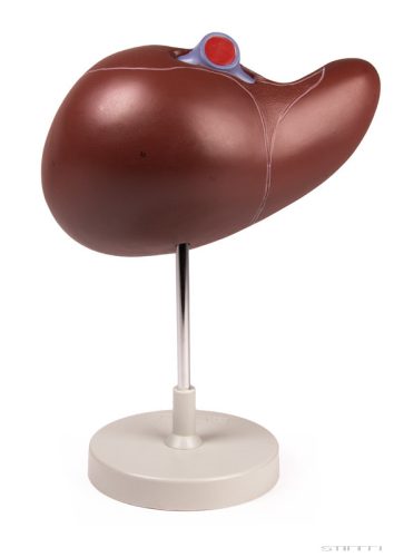 Nagy méretű májmodell, részleges