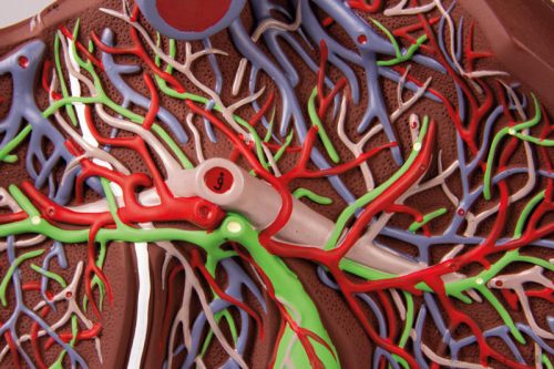 Nagy méretű májmodell, részleges