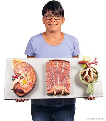 Vese szakasz vese nefronnal és vesetesttel