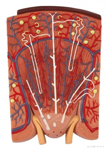 Vese szakasz vese nefronnal és vesetesttel