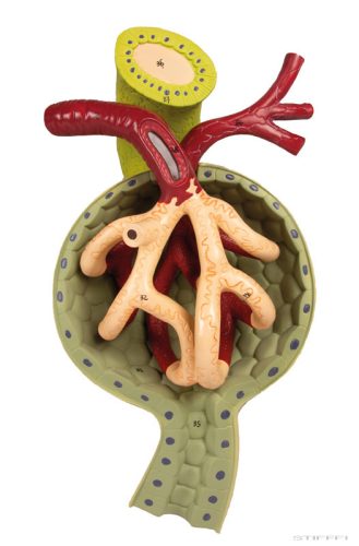 Vese szakasz vese nefronnal és vesetesttel