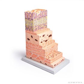 Gyomorfal keresztmetszeti modell