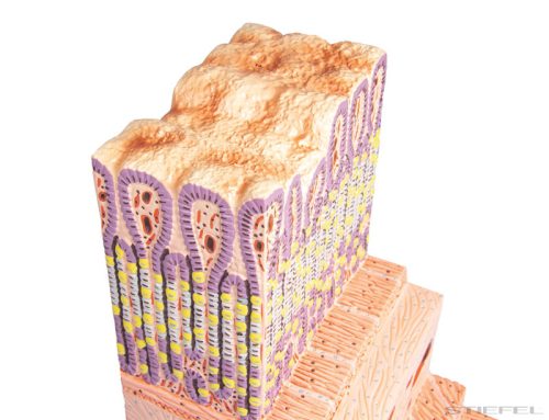 Gyomorfal keresztmetszeti modell