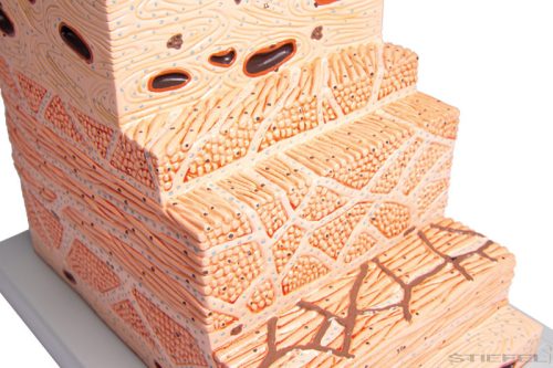 Gyomorfal keresztmetszeti modell