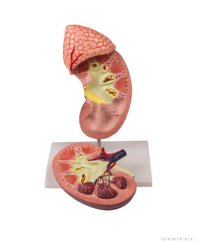 Vese modell mellékvesével, kétszeres nagyítású, 2 részes