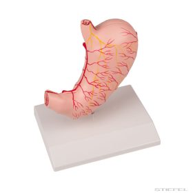 Gyomor, életnagyságú, 2 részes