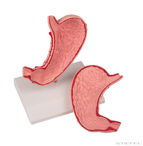 Gyomor, életnagyságú, 2 részes