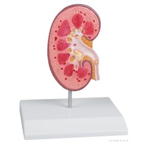 Vesekő modell - EZ kiterjesztett valóság