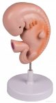 Emberi embrió, 4 hetes