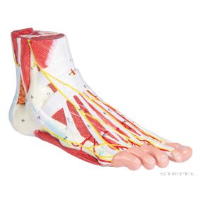 Lábfej anatómiája, 9 részes