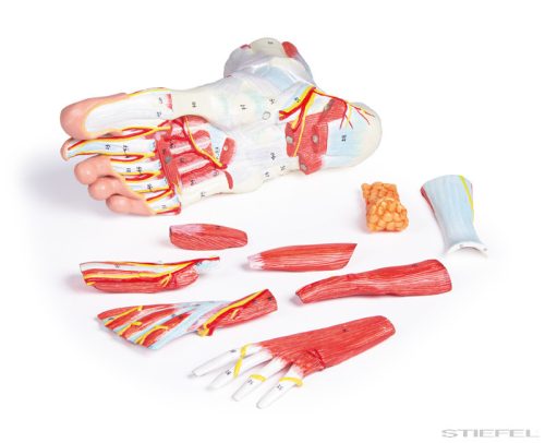 Lábfej anatómiája, 9 részes