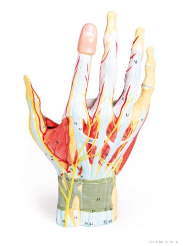 Kézfej anatómiája, 7 részes
