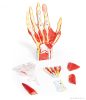Kézfej anatómiája, 7 részes
