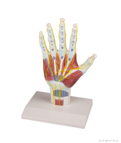 Kéz anatómia szerkezeti modell