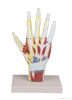Kéz anatómia szerkezeti modell