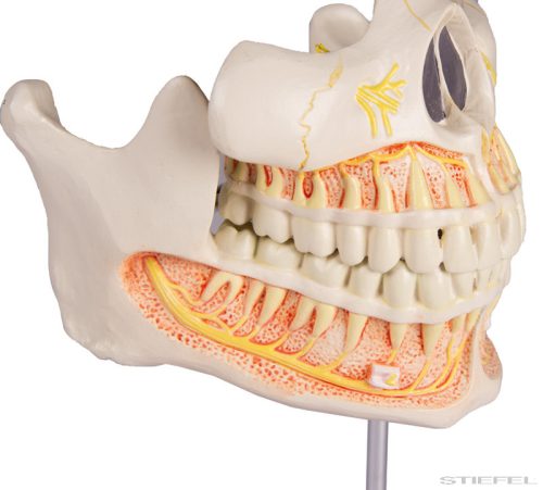 Állandó fogak modellje