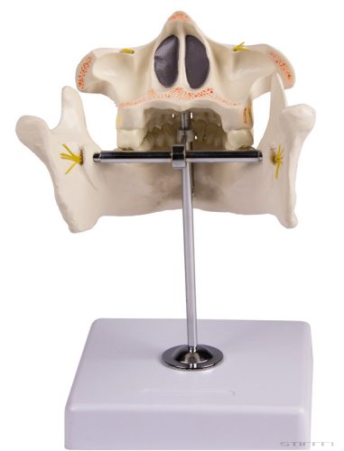 Állandó fogak modellje