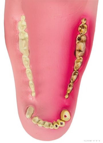 Kutya állkapocs, egészséges/beteg