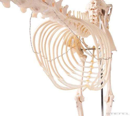 Kutya csontváz, életnagyságú