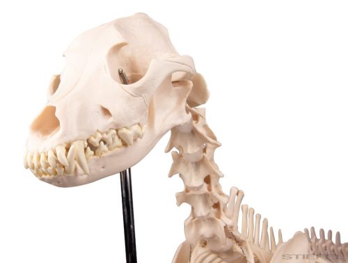 Kutya csontváz, életnagyságú