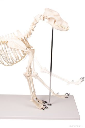 Kutya csontváz, életnagyságú
