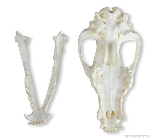 Kutya koponya (Canis lupus familiaris), 2 részes