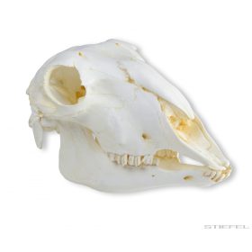 házi juh koponya (Ovis aries), 2 részes