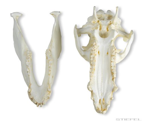 Házi sertés koponya (Sus scrofa domesticus), 2 részes