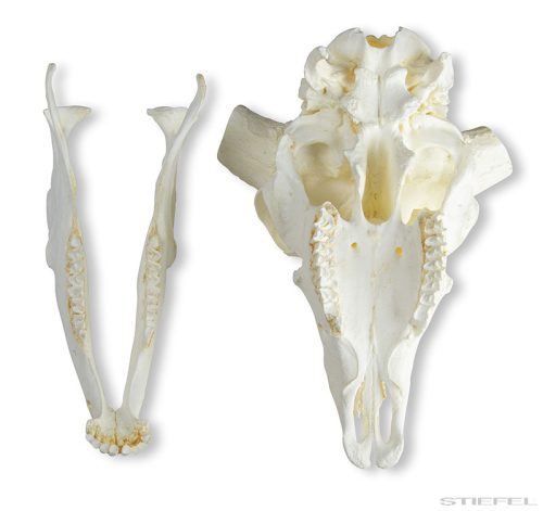 házi juh koponya és szarv (Ovis aries), 2 részes