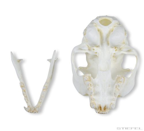 Vadmacska koponya (Felis silvestris), 2 részes