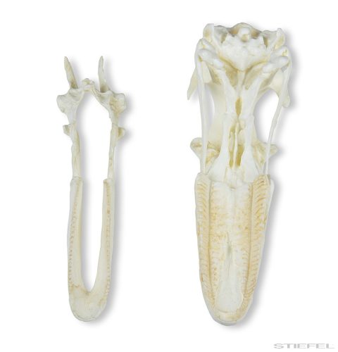 Lúd koponya (Anser sp.), 2 részes